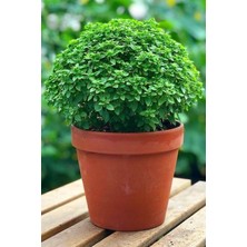 Top Fesleğen Reyhan Çiçeği Bitkisi Fidesi Saksıda 20-25CM