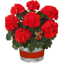 Sardunya Çiçeği Pelargonium Kırmızı