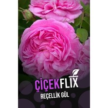 Açık Pembe Aşırı Kokulu Açik Kök 35-37CM