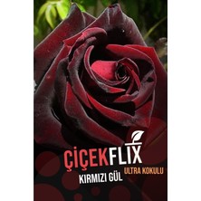 Kırmızı Kokulu Koyu Gül Fidani 1 Adet Açık Kök