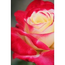 Kraliçee Çiçeği 1 Adet Gül Fidani Fidesi Açik Kök 30-40CM