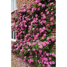 Duvar ve Balkon Saran Gül Fidesi Açik Kök 1 Adet