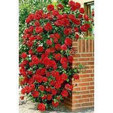 Sarmaşık Gül Fidani Ultra Kokulu 35-40CM Açık Kök 1 Adet