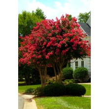 Kırmızı Oya Ağacı Fidani 30-40CM Yavru