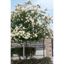 Beyaz Oya Ağacı Fidani Yavru 50 -60 cm