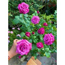 Fidan Açık Kök Pembe Gül Bahçe Balkon ve Salonda Bakılır Açık Kök