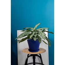 Evdek Tabaklı Lacivert Konik Çömlek Saksı 14x15 Cm