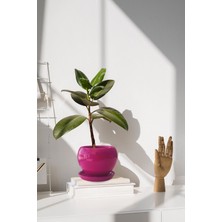 Evdek Tabaklı Koyu Pembe Tombul Çömlek Saksı 18x17 Cm