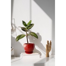 Evdek Tabaklı Kırmızı U Çömlek Saksı 16X16 cm