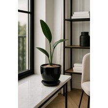 Evdek Tabaklı Siyah Çömlek Saksı 19X19 cm