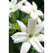 Çiçekflix Full Yasemini Kokulu Sarmaşık Cins 70-90 cm