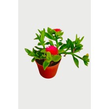Çiçekflix Buz Çiçeği Sukulent Susuzluğa Dayanıklı 5.5cm Mini 1 Adet.