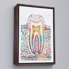 Kahverengi Çerçeveli Diş Diyagramı Tablosu