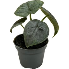 Betonish Alocasia Melo (Fil Kulağı)