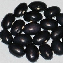 Geleneksel Grandma Ginas Fasulye Tohumu (10 Tohum)