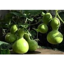 Doğal Calabash Süs(Su) Kabağı Tohumu(5 Tohum)