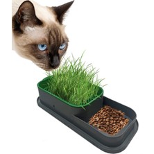 Büro Ev Ofis Evcil Hayvanı Için Topraksız Kedi Çimi Kabı Tohumu Seti