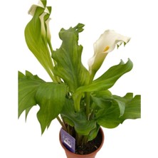 Gala Çiçeği  Fidanı Beyaz 10-20 cm