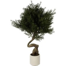 Mikasa Moor Cedar Tree Bonsai Ağaç 95CM