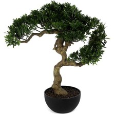 Mikasa Moor Pine Tree Bonsai Ağaç 55CM