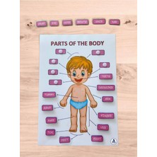 Ingilizce Vücut Tanıma Eğitici Etkinlik Materyali