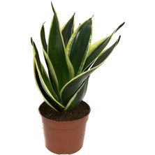 Betonish Sansevieria 'Yellow Stripe' (Paşa Kılıcı)