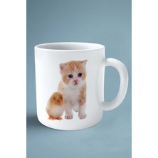 Exotic Shorthair Kedi Isimli Kişiye Özel Baskılı Kupa Bardak Model 16