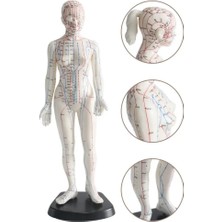 Kadın Akupunktur Maketi 50 cm