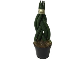 Betonish Sansevieria Gevlochten (Paşa Kılıcı)