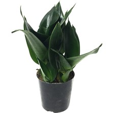 Betonish Sansevieria Jade (Paşa Kılıcı)