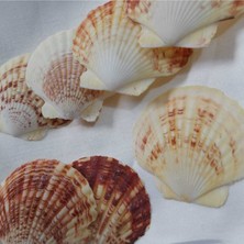 30 Adet Turuncu Büyük Deniz Kabuğu, 5-8cm, Teraryum ve Dekor Için Ideal