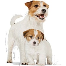 Royal Canin Mini Starter Mother & Babydog 4 kg Köpek Maması
