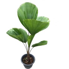 Betonish Licuala Grandis (Yelpaze Palmiyesi)