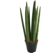 Betonish Sansevieria Cylindrica (Paşa Kılıcı)