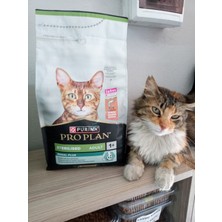 Purina Pro Plan Kısırlaştırılmış Yetişkin Kedi Kuru Mama Somonlu 1.5 Kg+6 adet 15 gram somonlu kedi ödül krema