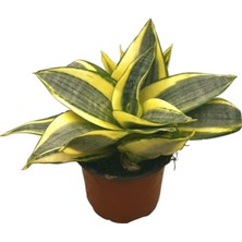 Betonish Sansevieria ‘Golden Hahnii’ (Paşa Kılıcı)