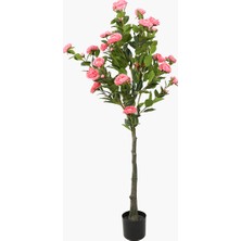 Saksılı Camellia 160CM