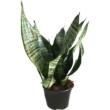 Betonish Sansevieria Zeylanica (Paşa Kılıcı)