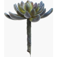 Sukulent Dal Mor 12 cm