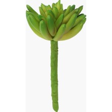 Sukulent Dal Yeşil 13 cm