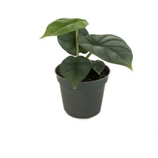 Betonish Alocasia 'Silver Dragon' (Fil Kulağı)