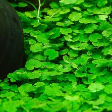 Hydrocotyle Sibthorpioides In Vitro Canlı Bitki