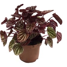 Betonish Peperomia Caperata 'Metallic Ripple' (Zümrüt Dalgası Çiçeği)