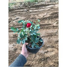 Red Rose Seedling Kırmızı Gül Fidanı 1 Adet 10-20 cm