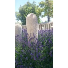 Lavender Seedling Lavanta Fidanı 10 Adet 10-20 cm