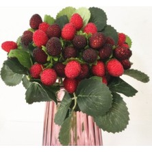 Tüplü Bodur Saksılık Çilek Ahududu Fidanı