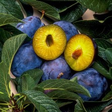 Saksıda Reçellik Kurutmalık Sofralık Mürdüm Erik Fidanı