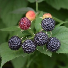 Tüplü Aromalı Chester Böğürtlen Fidanı