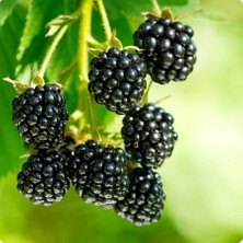Tüplü Lezzetli Bonsenberry Böğürtlen Fidanı
