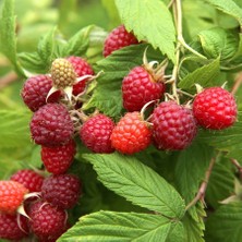 Tüplü Yediveren Frambuaz Ruby Ahududu Fidanı